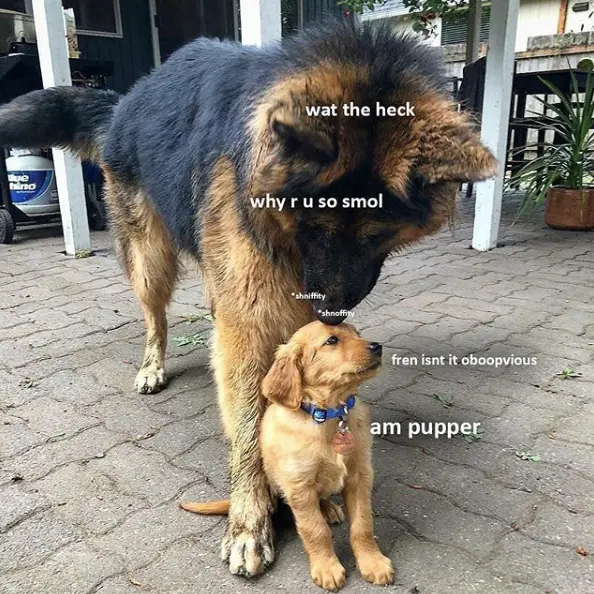 What the Heck Doggo